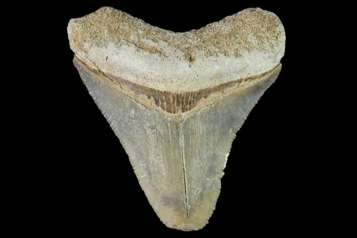 Fossil Megalodon Tooth - Florida #103398
